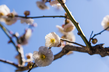 梅の花