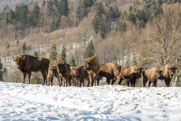 European bison winter in Carpathians