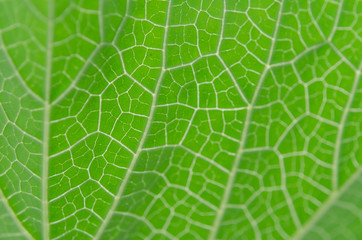 abstract blur green veins leaf background