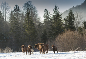 European bison winter in Carpathians © ihorhvozdetskiy