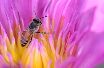 Lotus and Bee