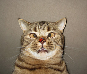 The ladybug  settles on nose of a cat. He is surprised by this. He got a funny look in his eye.