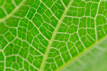 abstract blur green veins leaf background