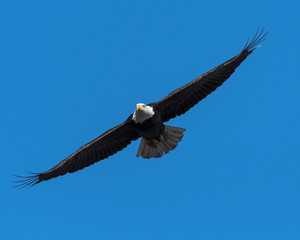Mature bald eagle flying towards camera wings spread
