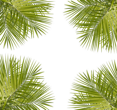 Green palm leaves isolated