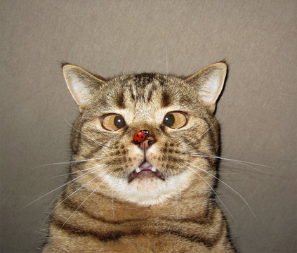 The ladybug  settles on nose of a cat. He is surprised by this. He got a funny look in his eye.
