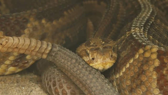 Venomous snake rattlesnake costa rica crotalus simus pit viper
