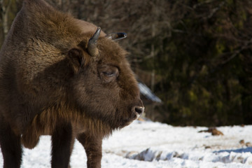 European bison winter in Carpathians