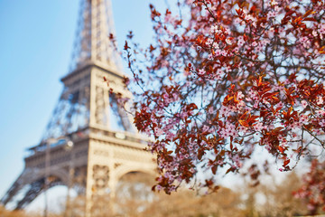 Pink cherry blossom in full bloom and Eiffel tower over the blue sky