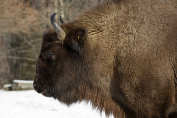 European bison winter in Carpathians © ihorhvozdetskiy