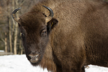 European bison winter in Carpathians © ihorhvozdetskiy