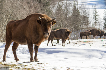 European bison winter in Carpathians © ihorhvozdetskiy