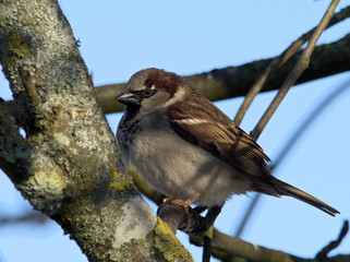 House Sparrow - Passer domesticus