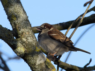 House Sparrow - Passer domesticus
