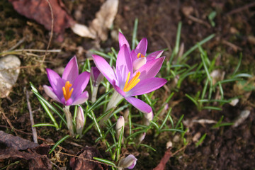 Crochi viola in giardino in primavera