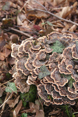 Funghi su tronco tagliato di albero all'aperto