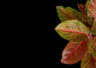 Red Aglaonema leaves isolated on black background, clipping path included