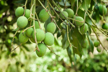 Mango Harvest the fruit of the tropics.