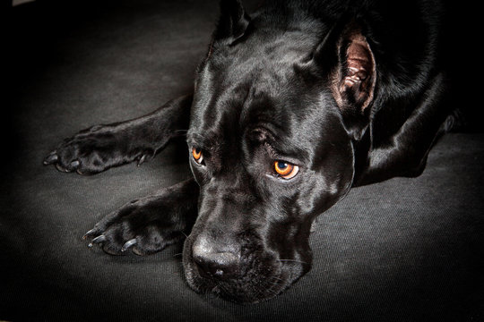 Black dog Cane corso on the black background Sad dog lying muzzle on paws.