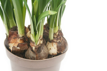 Giovani narcisi in vaso di plastica su sfondo bianco