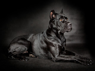 Black dog Cane corso on the black background