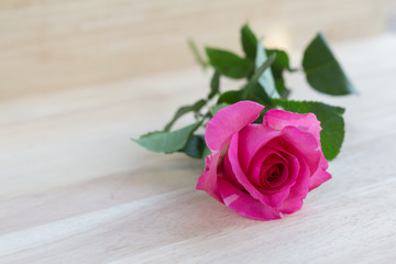 Pink roses in valentine day, romantic background