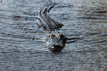 Florida Alligator in everglades close up portrait © Andrea Izzotti