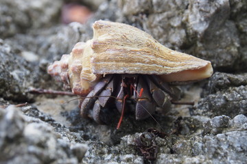 Hermit crab on the black rock