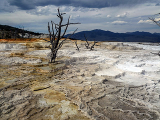 Lonely dead tree in Mammoth Hot Springs, Yellowstone National Park, USA