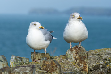 A pair of young seagulls posing on a wall against a defocused background of sea and cliffs.