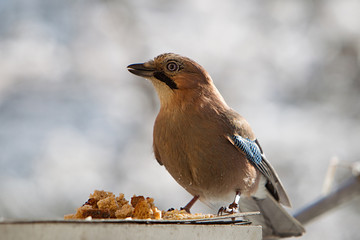 Jay bird eats food of human assistance