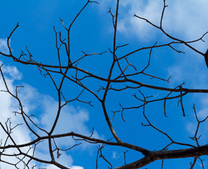 tree branches against the sky