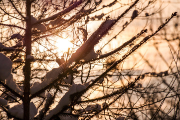 Ttree branch covered in snow at sunset