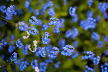 Blue Forget-me-not flowers background