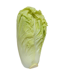  Chinese cabbage isolated on white background