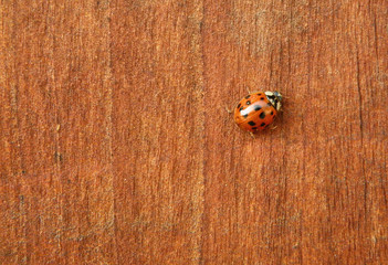 Black Dots Red Ladybug Resting on Dark Orange Wooden Wall 