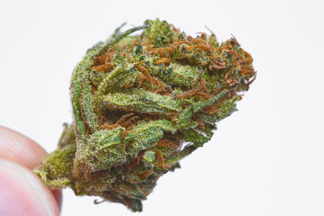 Close up of medical marijuana bud