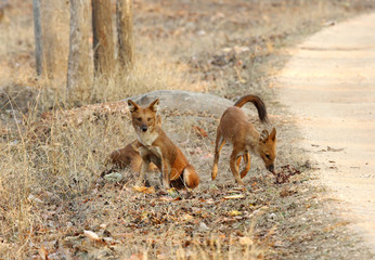 Asiatic wild dog in Pench reserve forest