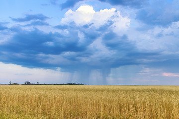 Fototapeta premium rain over wheat field