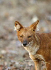 Asiatic wild dog