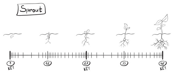 Storyboard animation seed growth. Sketch on the timeline