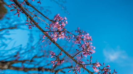 Gorgeous Pink Flowers clear blue sky scenery view in vintage style.