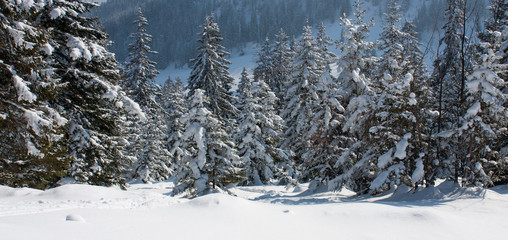 Winter impression in the woods somewhere in the Bavarian mountains