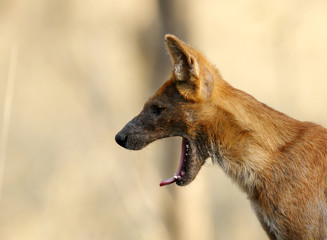 dhole