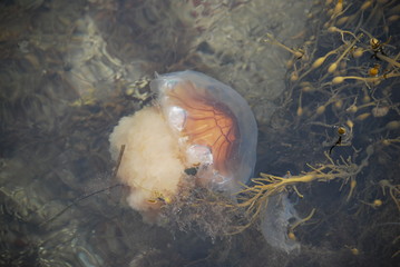 Meduza pływająca w morzu przy morszczynie, Norwegia