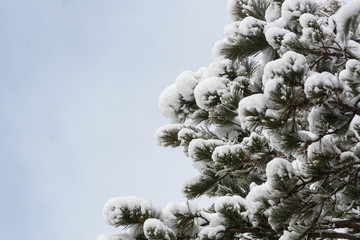 A pine tree bursting with snow from a recent storm