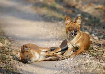 A pair of Asiatic wild dogs in Pench Tiger Reserve