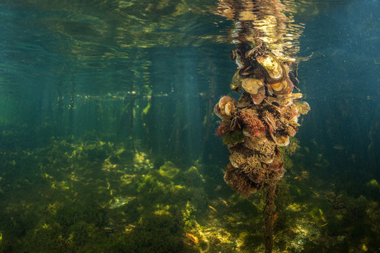 Large group of oysters clinging to mangrove roots, Isle of Youth, Cuba, South America 