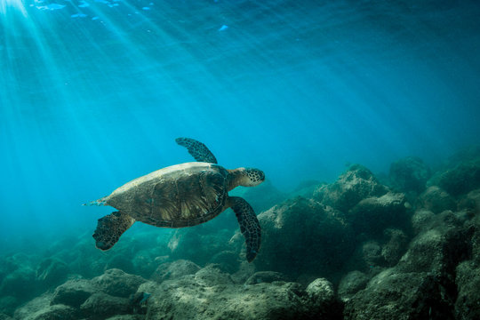Sea turtle swimming in sea , Oahu, Hawaii