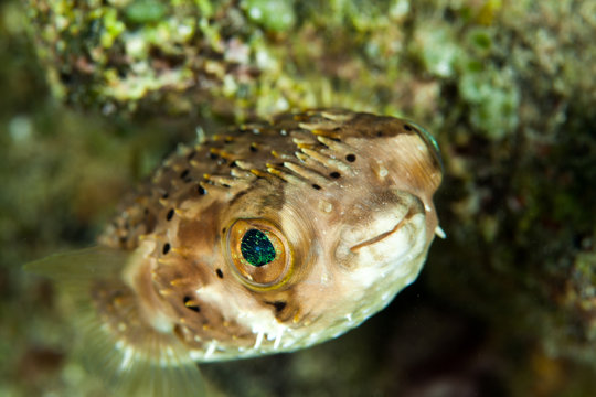 Close-up of porcupine pufferfish peering through rock underwater